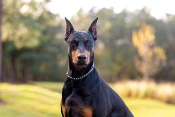 A Dobermann azon túl, hogy érzékeny és aktív kutya, az egyik legengedelmesebb is 