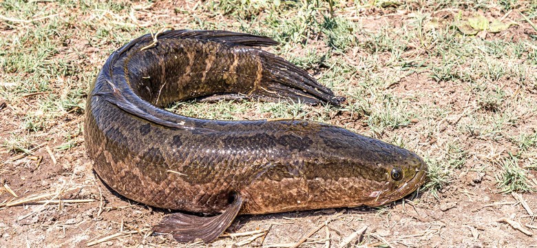 Tajemniczy stwór wyłowiony przez amerykańskiego wędkarza. To ryba z głową węża