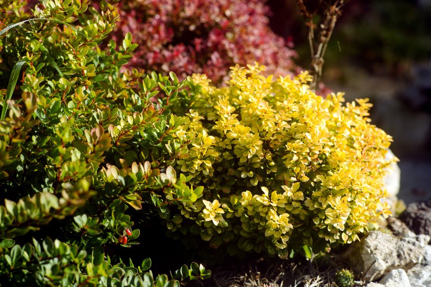 Berberis thunbergii 'Aurea' - Ekaterina/stock.adobe.com