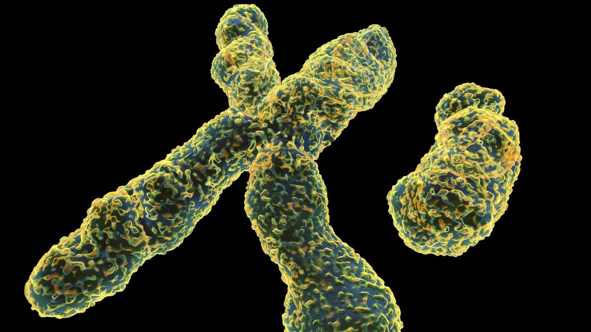 X and Y chromosome