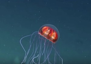 651979_meduza-foto-youtube-sploid