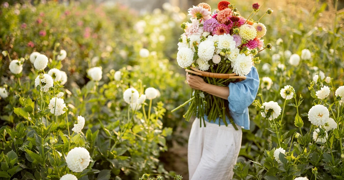 Dalie: najpiękniejsze odmiany kwiatów późnego lata [TOP 6]