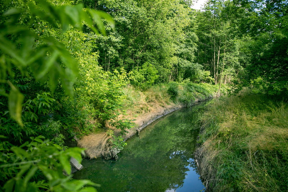 Rzeka Sokołówka w Łodzi