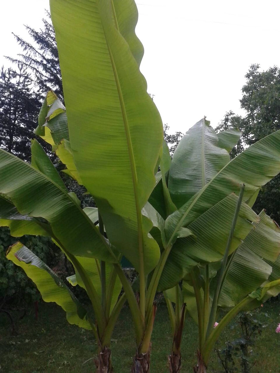 Stablo mini banane koje uzgaja Saša Bjelobaba