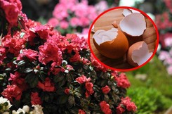 Nie wyrzucaj ich do kosza, tylko na grządki. Rośliny odżyją, a ślimaki więcej się nie pokażą