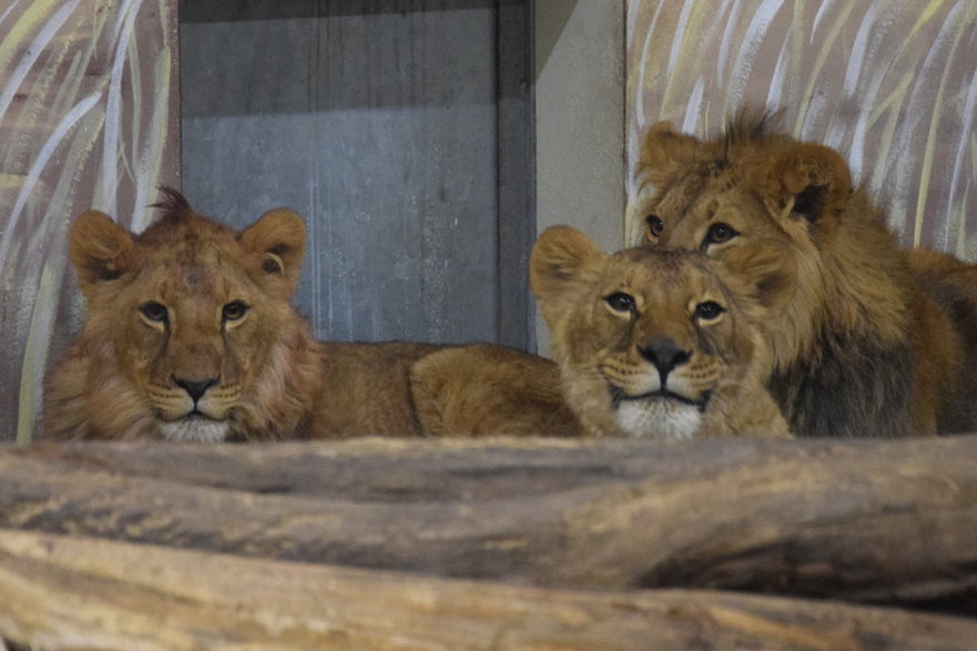 Z Kijowa do poznańskiego ogrodu zoologicznego. "Są bardzo zestresowane. Teraz odpoczywają, jedzą i odsypiają trudy podróży"