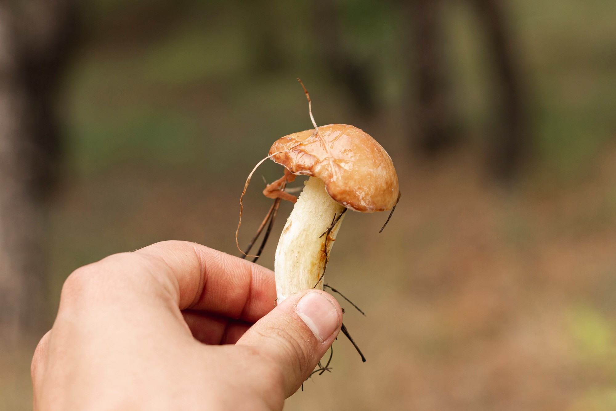 Pri zbere húb sa oplatí všímať si nielen klobúk, ale aj pevnosť a celkový stav plodnice. (Ilustračný obrázok)