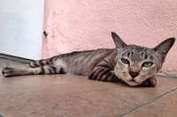 Jak poznać, czy kot odczuwa więź z nami? Naukowcy znaleźli na to sposób