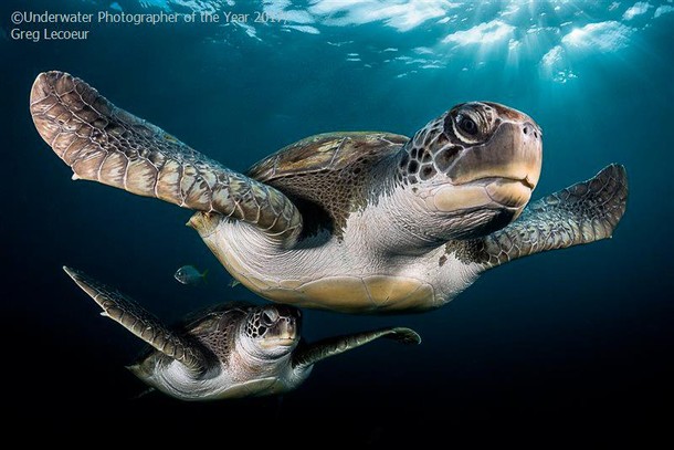 2017 Underwater Photographer of the Year