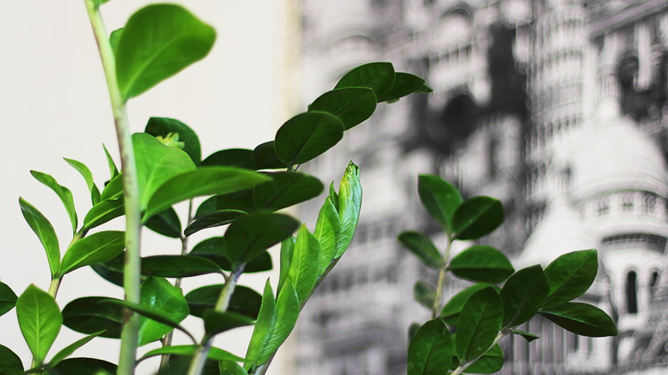 Zamiokulkas zamiolistny jest rośliną prostą w uprawie - LarisaL/stock.adobe.com