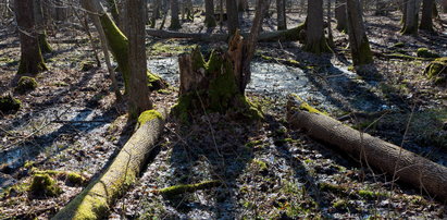 Wycinka drzew w Puszczy Białowieskiej. Ekolodzy protestują
