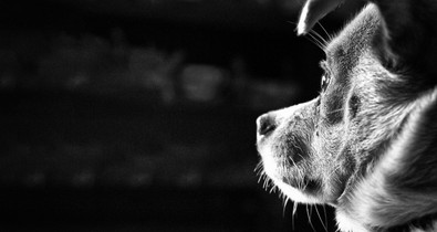 Ezt tedd, ha állatkínzás szemtanúja vagy! 