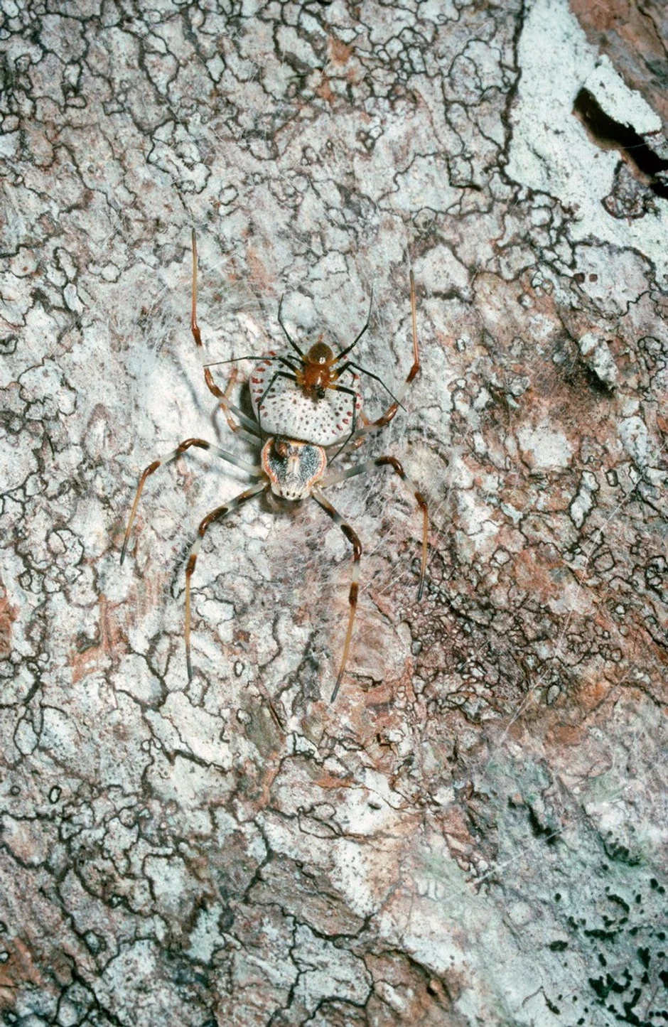 Mujak na ženki pauka-novčića