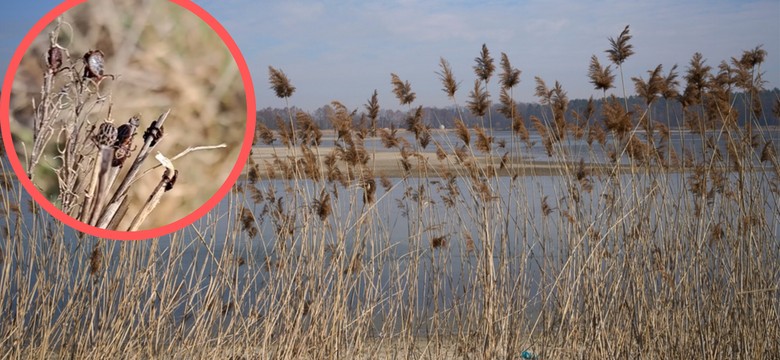 Wyszedł na spacer nad rzekę. Teraz ostrzega innych. Plaga to mało powiedziane