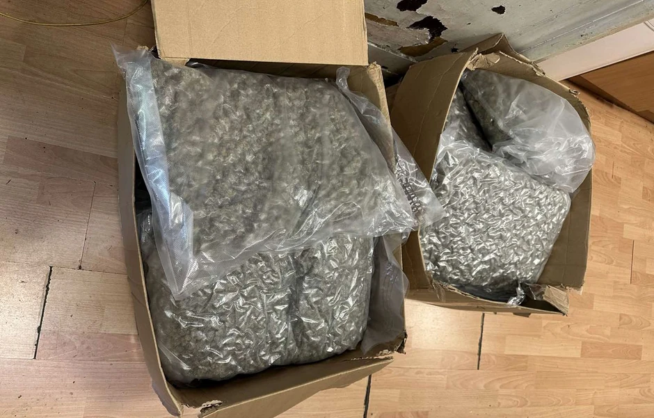 Marihuana koja je pronađena u Alenovom stanu u Zemunu