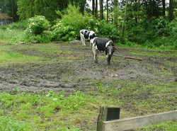 Rogata morderczyni zabiła nastolatka