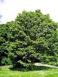 hovenia-dulcis-d0000121D775ff64132d6