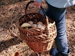Prawo a grzybobranie - co wolno, a czego nie podczas buszowania po lesie? Ważne przepisy