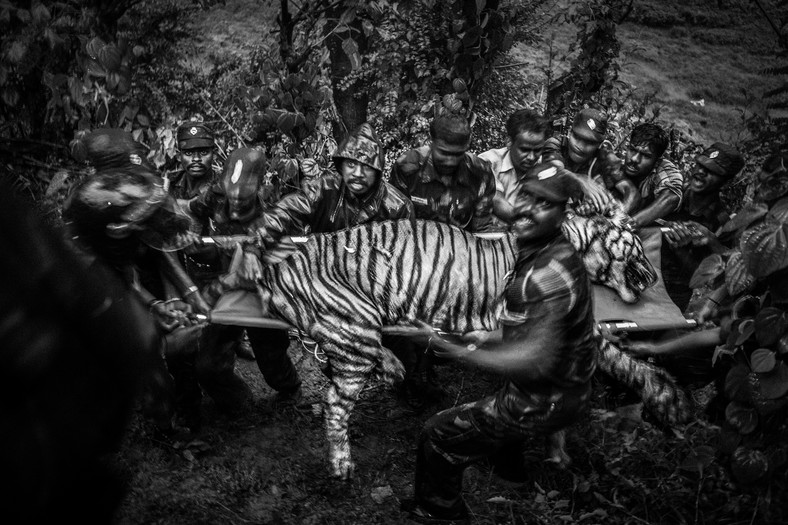 Granice: konflikt ludzie-tygrysy
