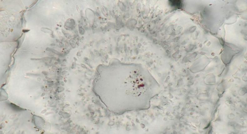 Iron-carbonate (white) rosette with concentric layers of quartz inclusions (grey) and a core of a single quartz crystal with tiny (nanoscopic) inclusions of red hematite from the Nuvvuagittuq Supracrustal Belt are seen in Québec, Canada