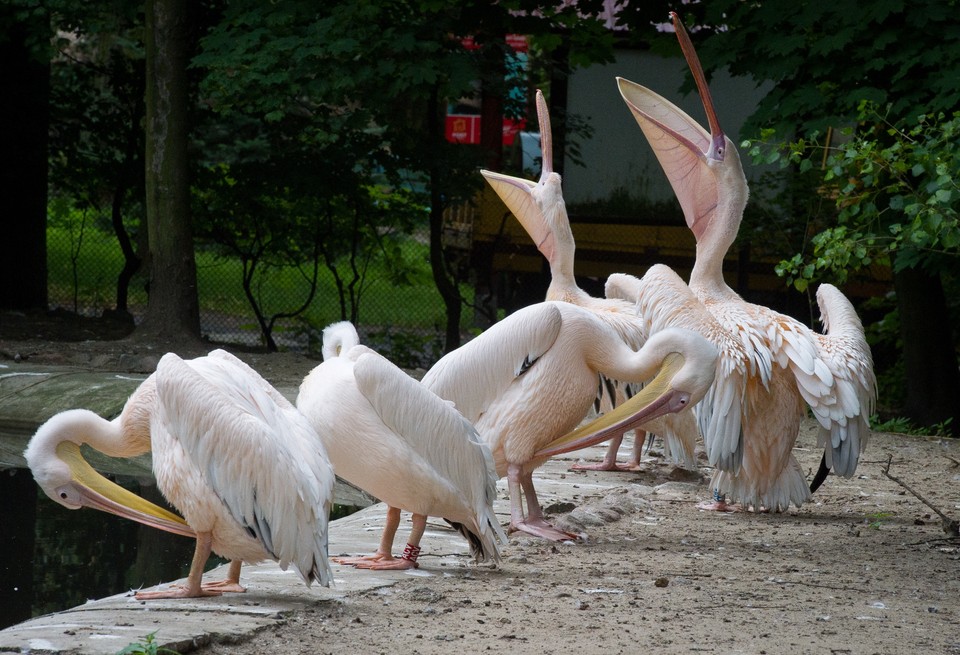 Łódzkie zoo ma nowych mieszkańców