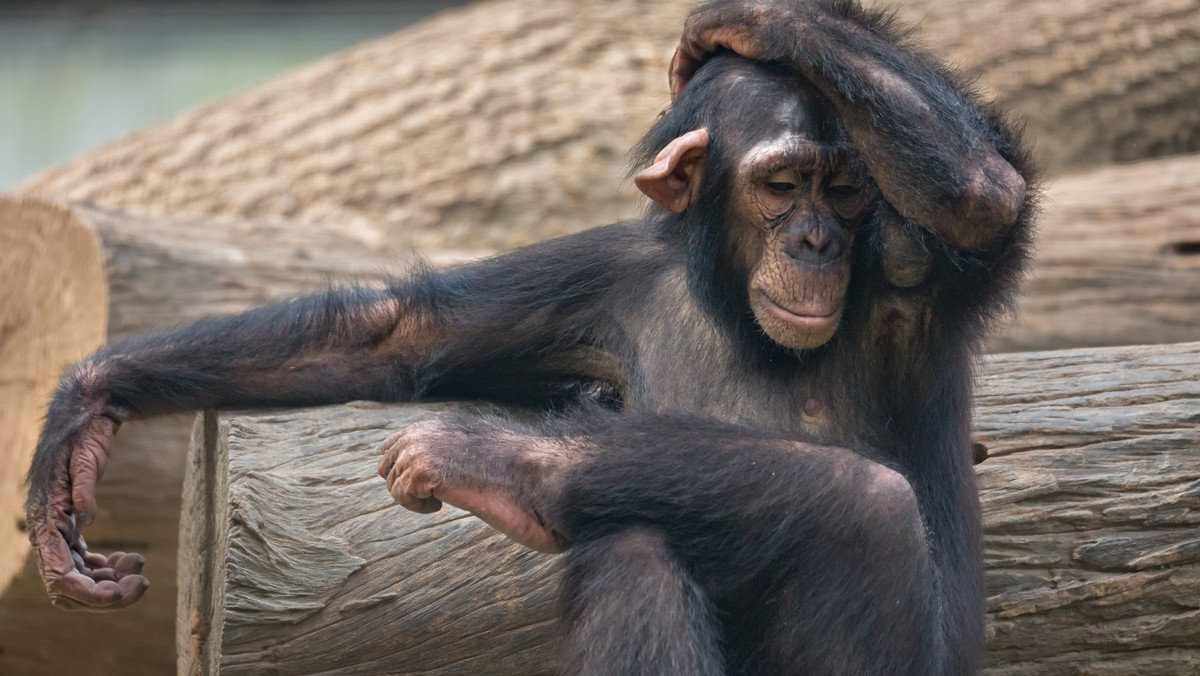Ewolucja, małpy, empatia. Rozmowa z etologiem dr Maciejem Trojanem