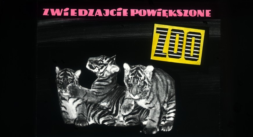 Trzy małe tygryski zachęcały do odwiedzenia zoo, którego teren został powiększony o kilkanaście hektarów