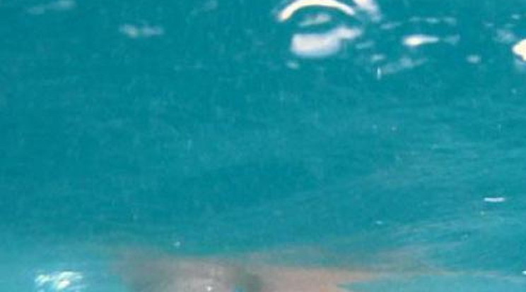Tigriscápa harapta meg a szörföző nőt