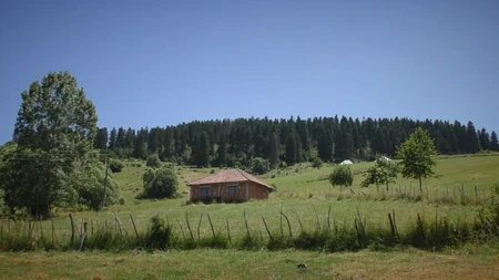 Šuma Gutavica