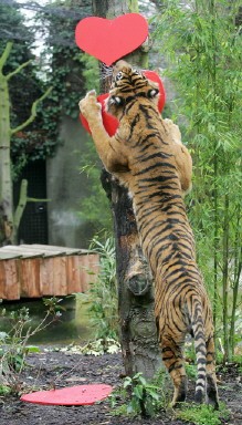 BRITAIN-ANIMALS-TIGERS-VALENTINES