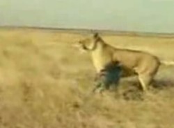 Jak dzielna świnka pogoniła lwa