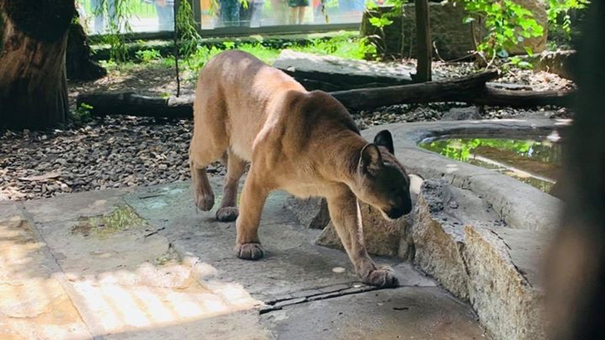 Puma Nubia w chorzowskim zoo. Sprawa to wierzchołek góry lodowej