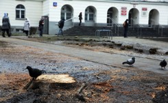 Resort środowiska: W Polsce więcej drzew się sadzi, niż wycina