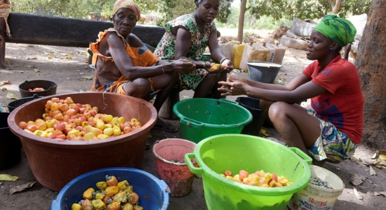 Cashew nut farmers