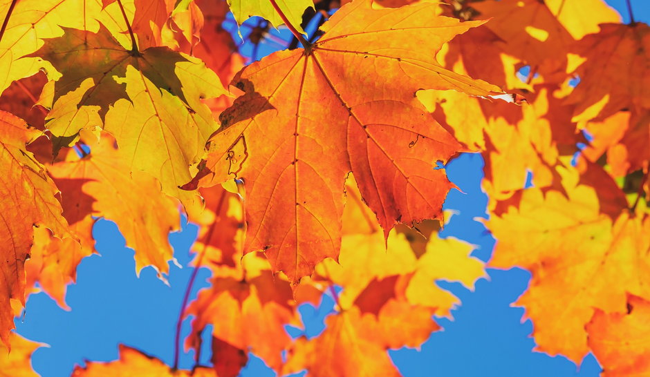 Jesienią wielu turystów przyjeżdża do Kanady, aby podziwiać mieniące się w słońcu liście
