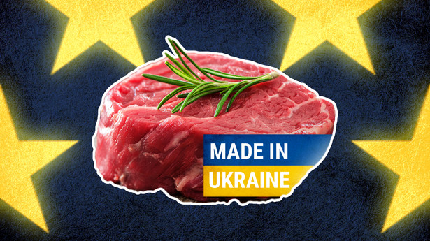 Problemem w Niderlandach jest dziś napływ ukraińskiego mięsa – m.in. wołowiny – który obniża lokalne ceny skupu