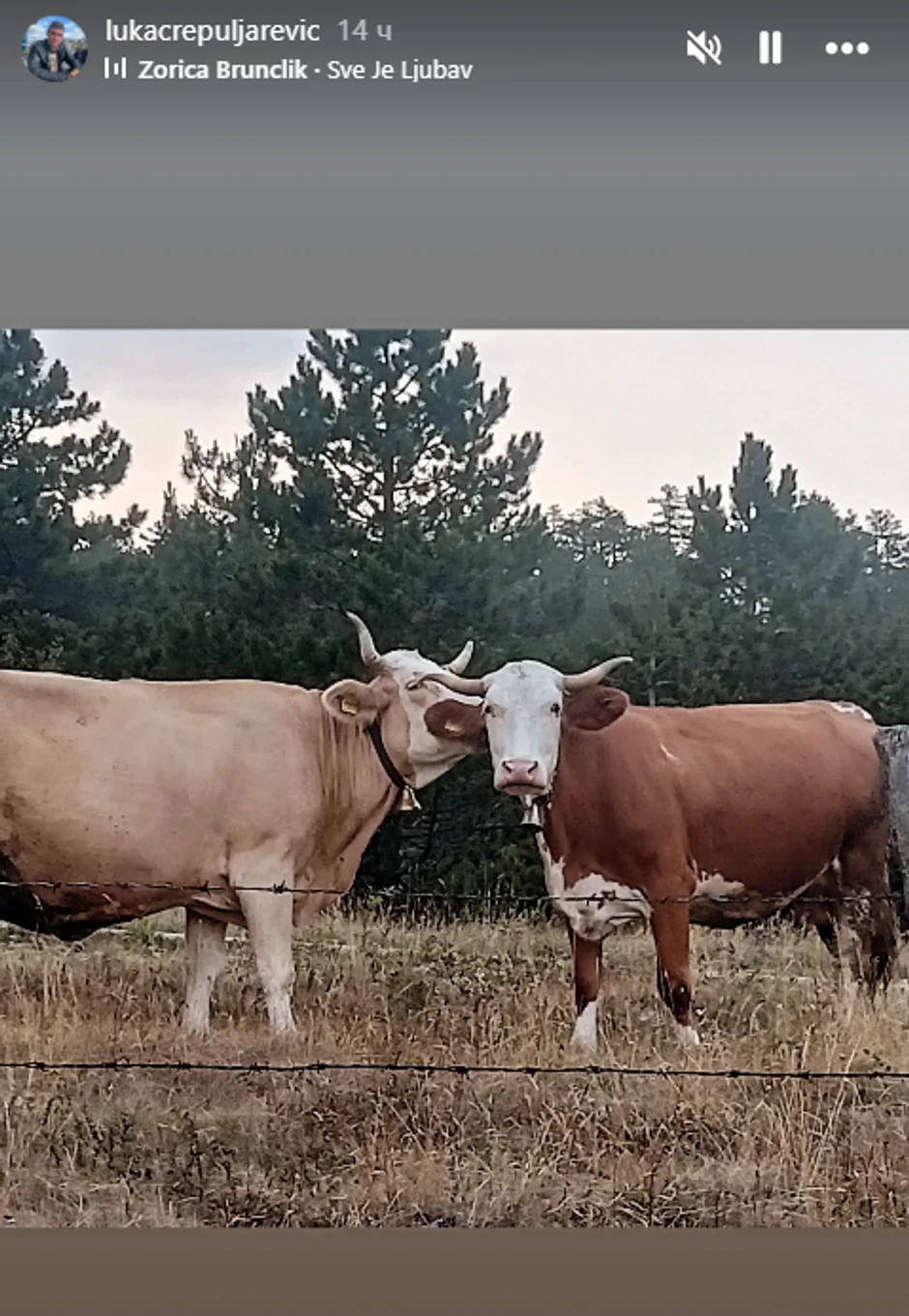 Luka Crepuljarević čuva krave