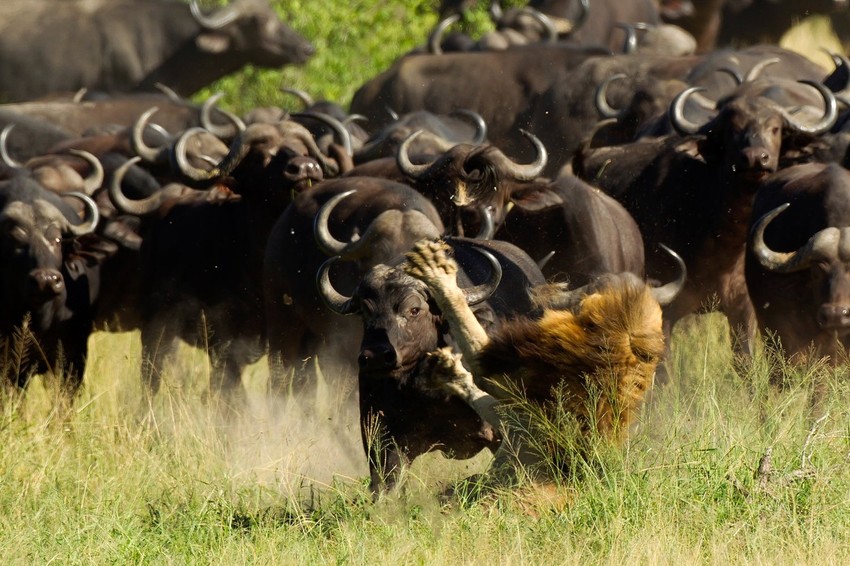 Lukavi bivoli krenuli su na lava rogovima