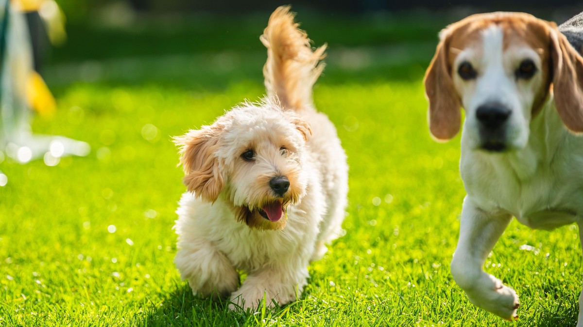 Veterinar otkrio 3 najvažnija saveta za vlasnike pasa