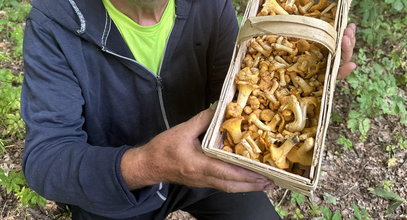 Nie czekaj do jesieni! Tych grzybów wypatruj już w sierpniu w lasach