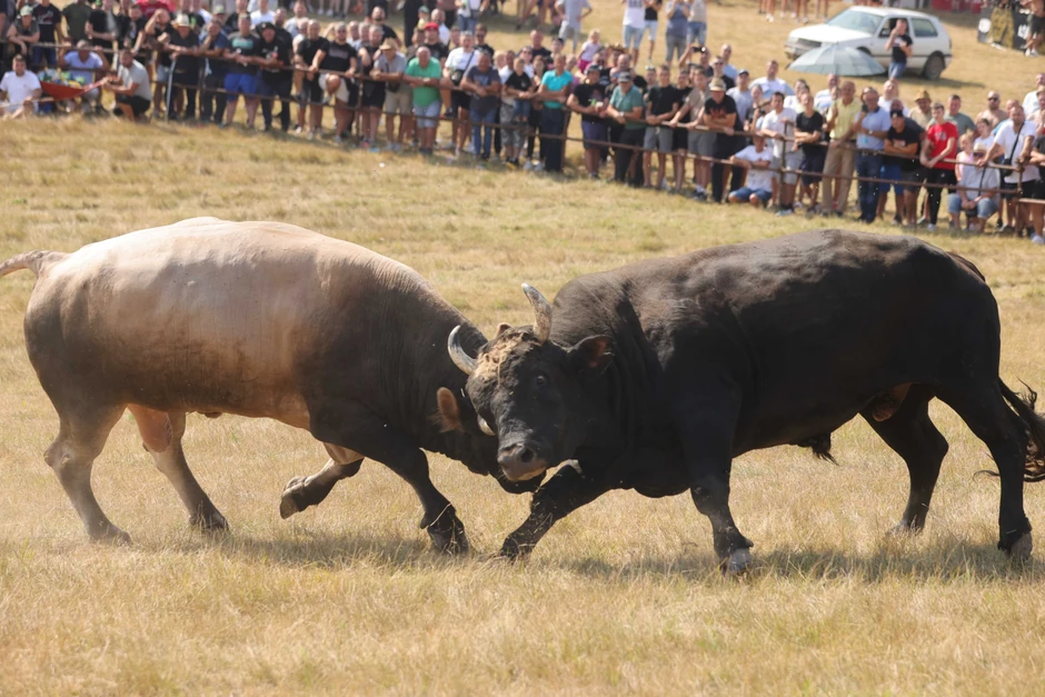 Kočićev zbor borba bikova