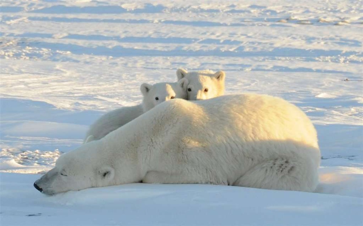 A tragic attack of the polar bear. A 33-year-old hunter was killed