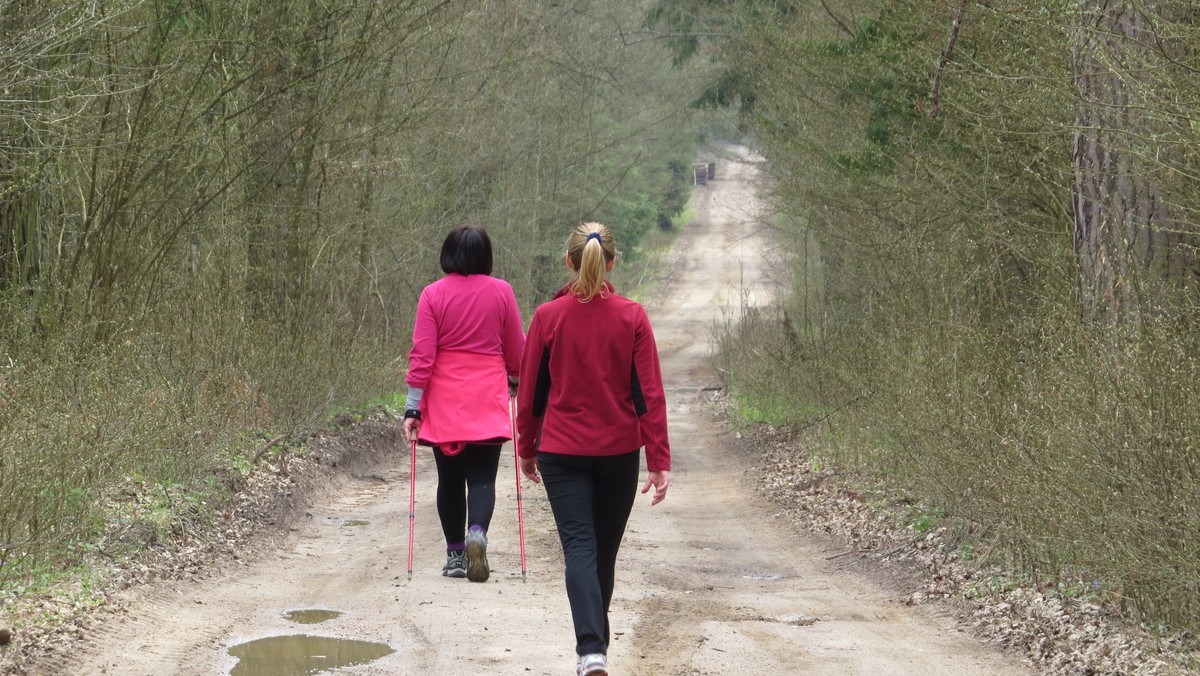 Na portalu national-geographic.pl redakcja zamieściła siedem najpiękniejszych tras do uprawiania nordic walkingu w Polsce. Na pierwszym miejscu zostały wymienione parki do pieszych wycieczek w powiecie hajnowskim: Kraina Puszczy i Żubra, Zielona Kraina Dobrych Wiatrów oraz Białowieża.