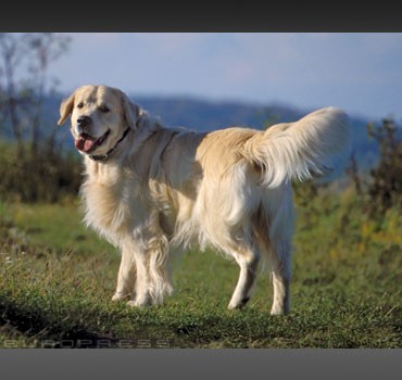 32161_golden-retriever-kutya-sl-d0002094A65f597b73d2f