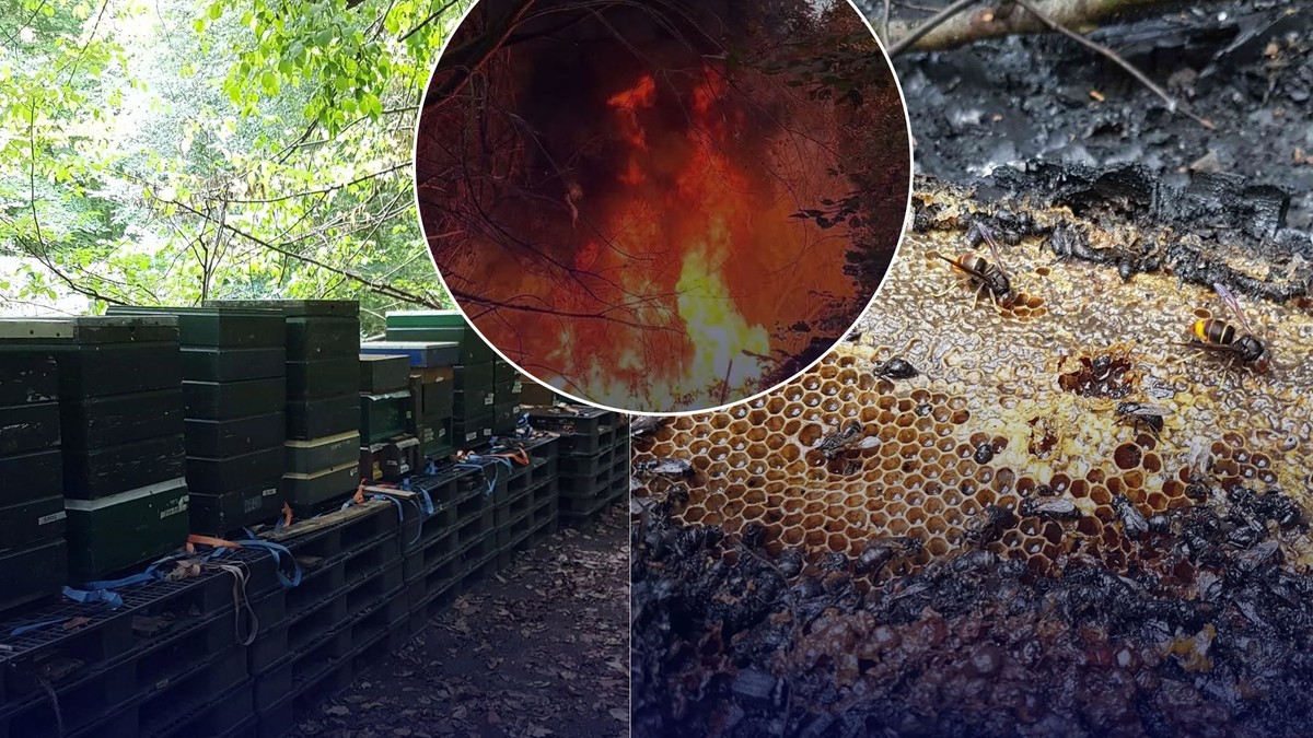 Almeredə yanğın: arıçı Harold Strinjer yarım milyon arısını itirdi