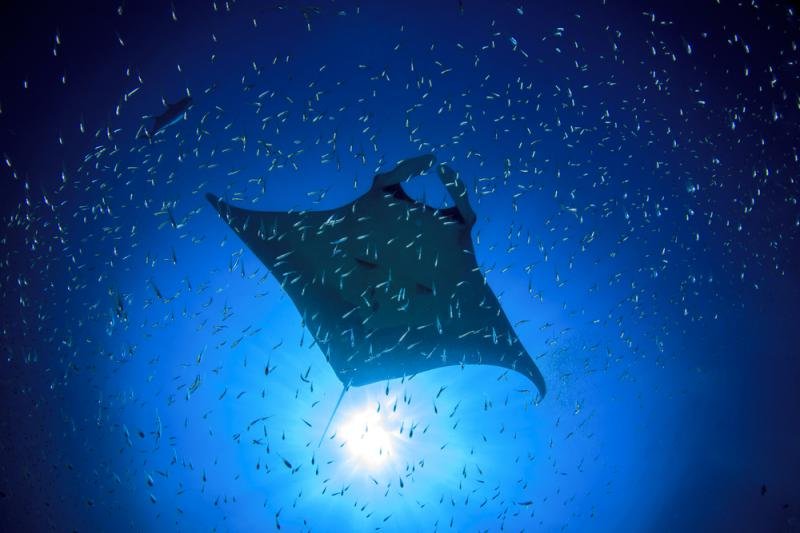 Manta