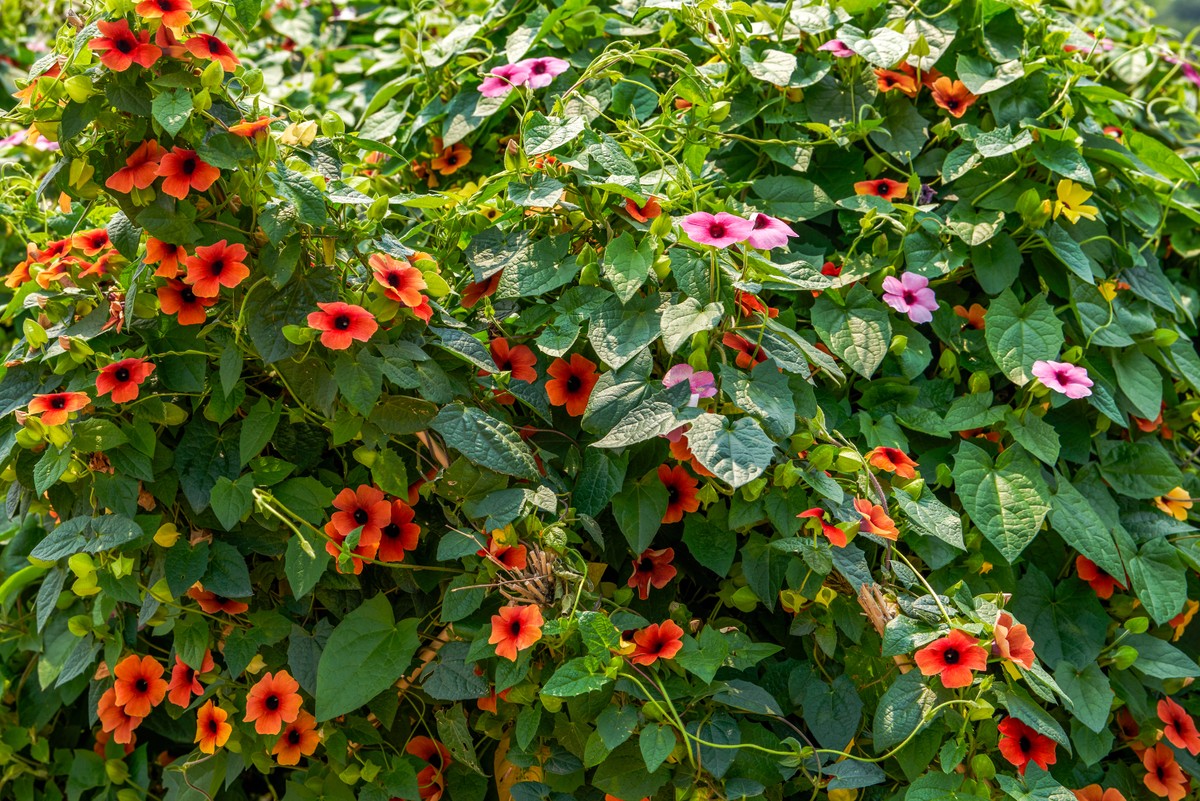 Tunbergia oskrzydlona (Thunbergia alata) to roślina pnąca pochodząca z Afryki