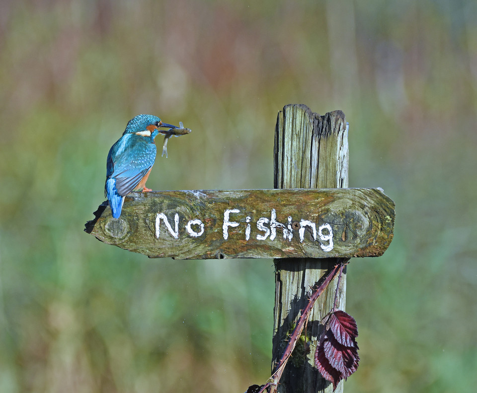 Sally Lloyd Jones "It's a Mocking Bird" (Żartowniś)