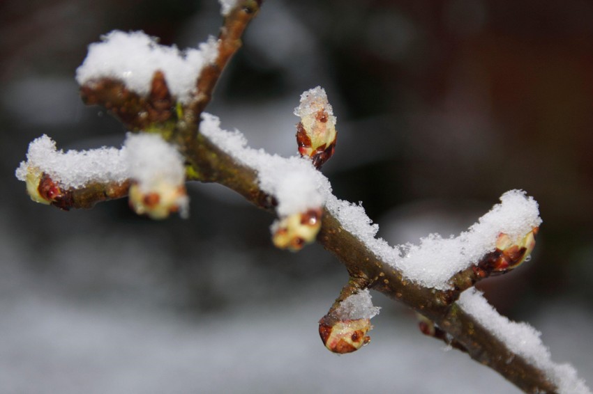 Do sada najtoplija zima u Evropi: februar u Oksfordširu