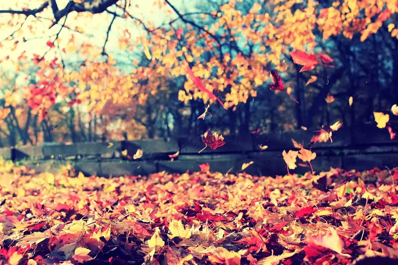 Liście opadające jesienią z drzew